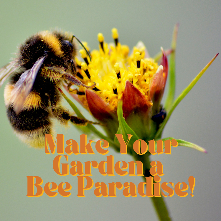 Make Your Garden a Bee Paradise!