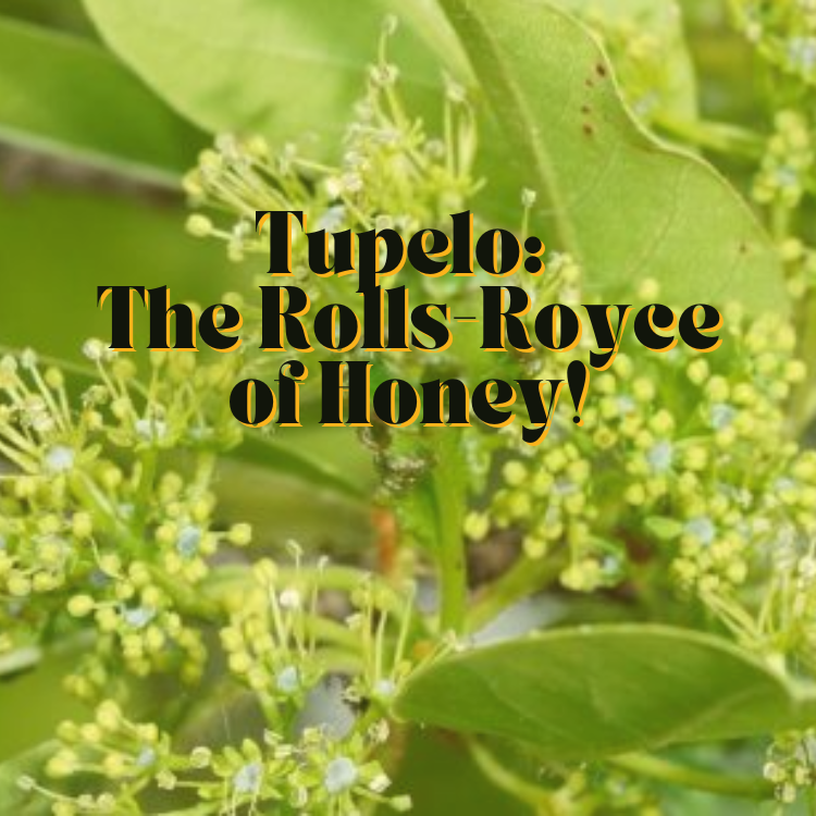 Tupelo: The Rolls-Royce of Honey!