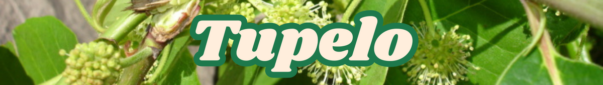 Tupelo